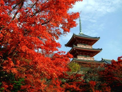 Осень в Японии от Софи Тур